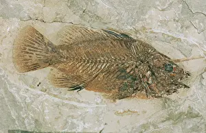 Sedimentary: Lates gracilis, bony fish