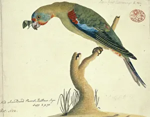 Discolor: Lathamus discolor, swift parrot