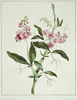 Fabidae: Lathyrus latifolius, everlasting pea