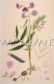 Vetch: LATHYRUS MACRORRHIZUS