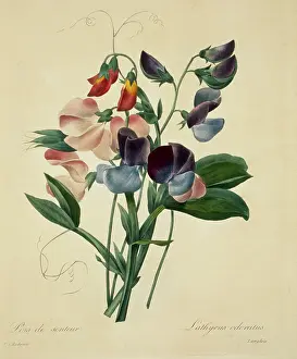 Fleurs: Lathyrus odoratus, sweet pea