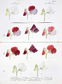 Gregor: Lathyrus odoratus, sweet pea