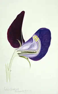 Pisum: Lathyrus odoratus, sweet pea