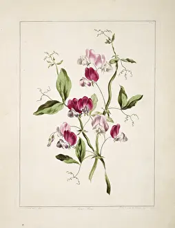 Fabidae: Lathyrus odoratus, sweet pea
