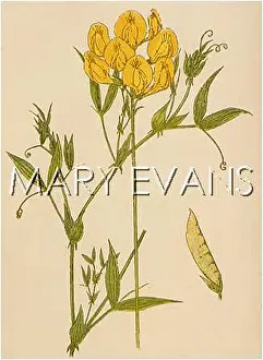 Pratensis: LATHYRUS PRATENSIS