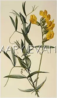 Pratensis: LATHYRUS PRATENSIS