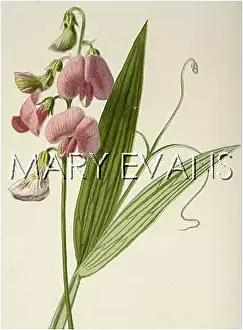 Lathyrus: LATHYRUS SYLVESTRIS