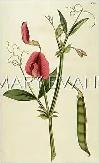 Lathyrus: LATHYRUS TINGITANUS
