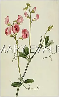 Tuberosus: LATHYRUS TUBEROSUS