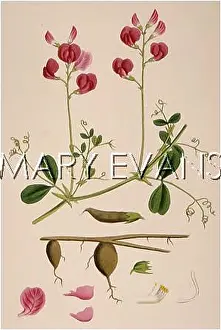 Tuberosus: LATHYRUS TUBEROSUS