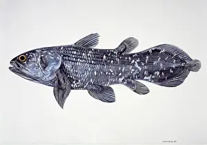 Howes: Latimeria chalumnae, coelacanth