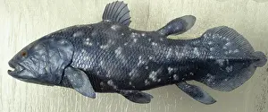 Rediscovered: Latimeria chalumnae, coelacanth