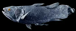 Rediscovered: Latimeria chalumnae, coelacanth