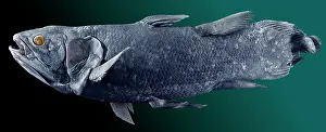 Rediscovered: Latimeria chalumnae, coelacanth