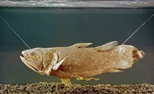 Rediscovered: Latimeria chalumnae, coelacanth