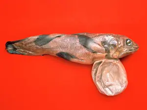 Rediscovered: Latimeria chalumnae, coelacanth