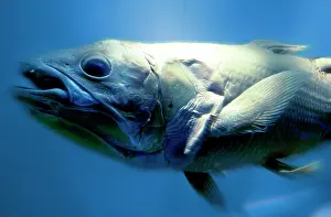 Coelacanth: Latimeria chalumnae, coelacanth