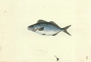 Trumpeter: Latridopsis ciliaris, blue moki
