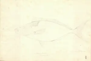 Trumpeter: Latridopsis ciliaris, blue moki