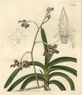 Vanda: Lattice-like paterned flower vanda, Vanda tessellata