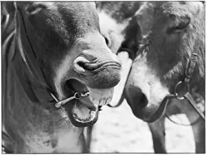 Baring: LAUGHING DONKEY