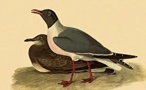 Gulls: Laughing Gull, Larus atricilla