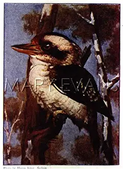 Kingfishers: Laughing Kookaburra