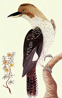 Backward: Laughing Kookaburra, Dacelo gigas
