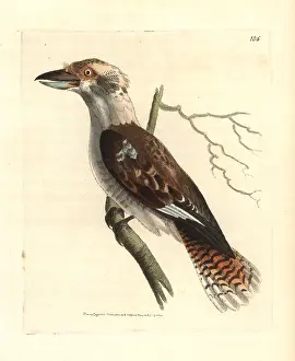 Leach: Laughing kookaburra, Dacelo novaeguineae