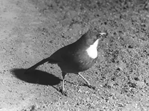 Thrushes: LAUGHING THRUSH