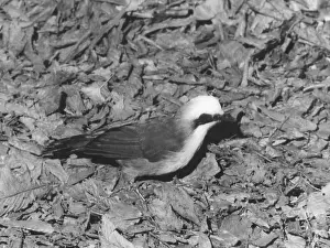 Thrushes: LAUGHING THRUSH