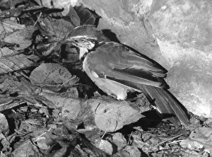 Thrushes: LAUGHING THRUSH