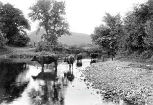 Tamar: Launceston, Chain Bridge, River Tamar 1911