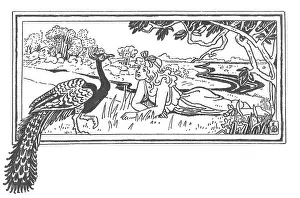 Peacock: Laura Ethel Larcombe