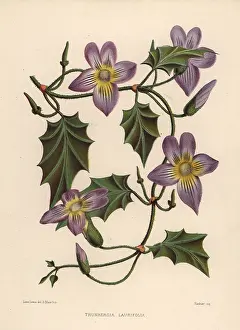 Ninian: Laurel clockvine or blue trumpet vine, Thunbergia laurifolia