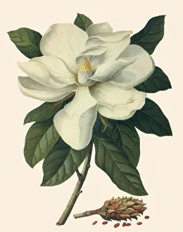 Magnolia: Lauret-Leaved Tulip Tree