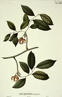 Cinnamon: Laurier camphrier, camphor