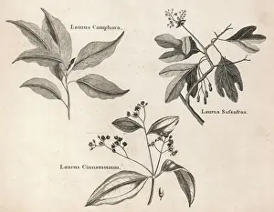 Jesuits: LAURUS SPECIES