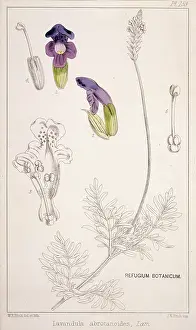 Lamiales: Lavandula abrotanoides, lavender