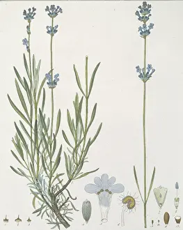 Lilac: Lavandula angustifolia, common lavender