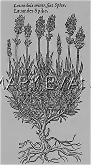 Lavandula: LAVANDULA/LAVENDER SPIKE