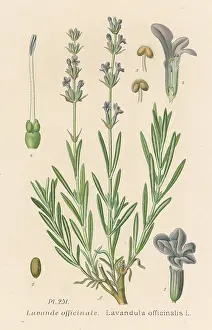Indistinguishable: LAVANDULA OFFICINALIS