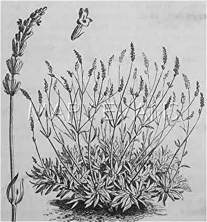 Lavandula: Lavandula Officinalis(Common Lavender)