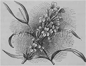 Lavandula: Lavandula Officinalis(common Lavender)