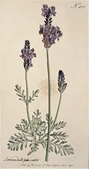 Lamiales: Lavandula pinnata, lavender