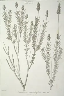 Lamiales: Lavandula santolinaefolia, lavender