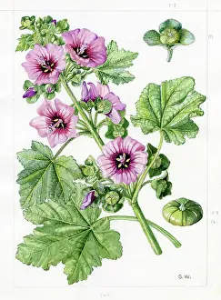 Gwen: Lavatera arborea - tree mallow