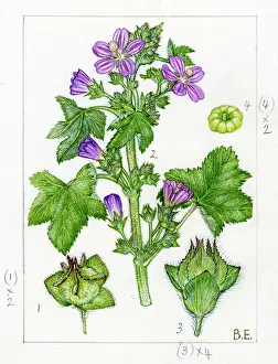 Cretan: Lavatera cretica - Cornish mallow