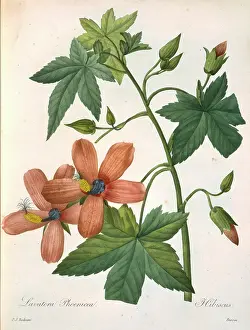 Fleurs: Lavatera phoenicea