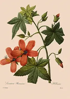 Lavatera: Lavatera phoenicea